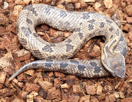 Rattlesnake personalities may influence venom expenditure during defensive bites