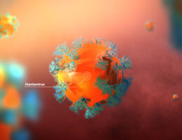 3D Animation of Hantavirus Bacteria in Human Body