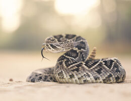 Rattlesnake personalities may influence venom expenditure during defensive bites