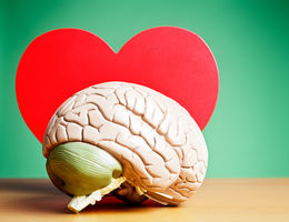 Model of a human brain in front of the cutout of a heart