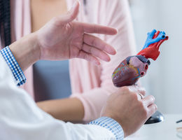 Physician holding a model heart