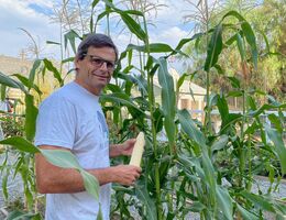 Dr. Anthony Hilliard holds an ear of corn harvested from his garden.