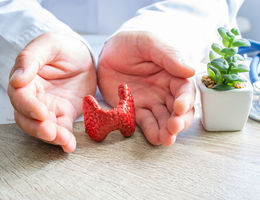 Doctor hands displaying a 3D replica of a human thyroid gland