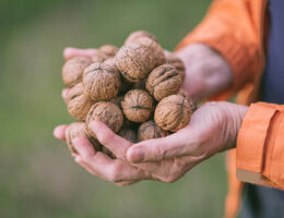 Walnuts
