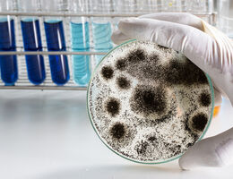 Mold contamination.