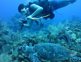 PhD student and researcher Dustin Baumbach swims along side a sea turtle subject to photograph it. Baumbach and his professor Stephen Dunbar, PhD, have developed an app, that debuted in early April and is available on Android and Apple iPhone smartphones