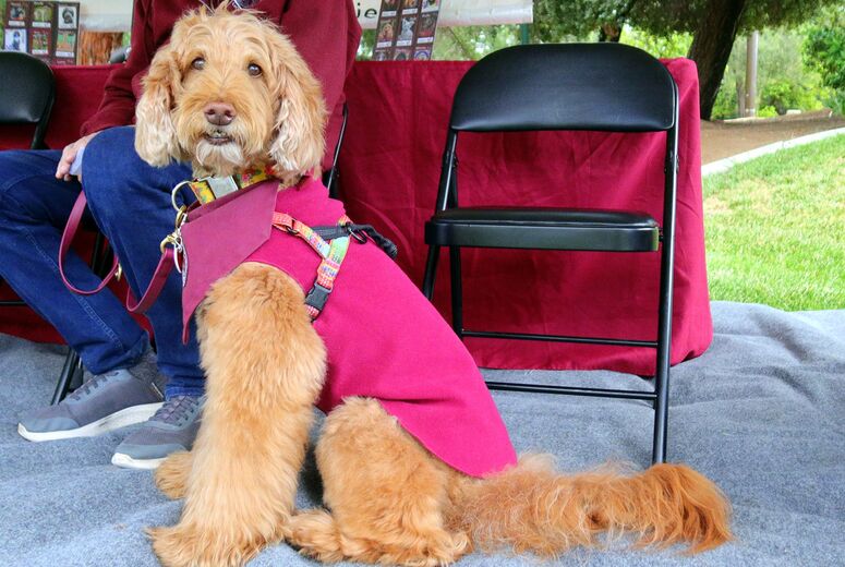 A therapy dog rests near event seating during Family Fun Day.