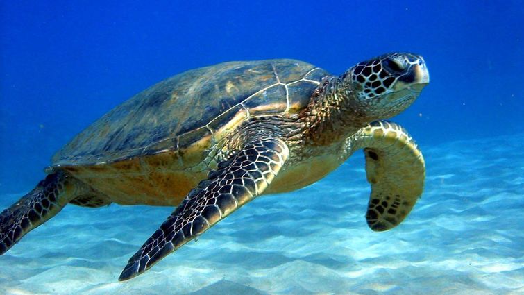 Image result for pictures of turtles