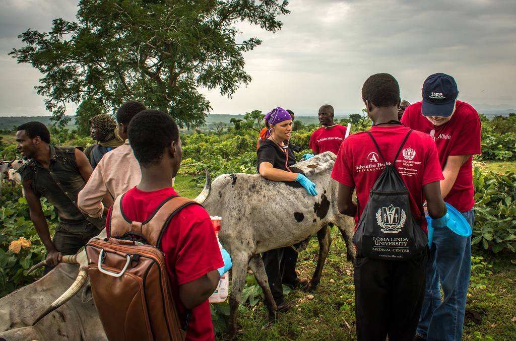Dr. Hart attends a Fulani cow under the supervision of veterinarian Sarah Lowry.