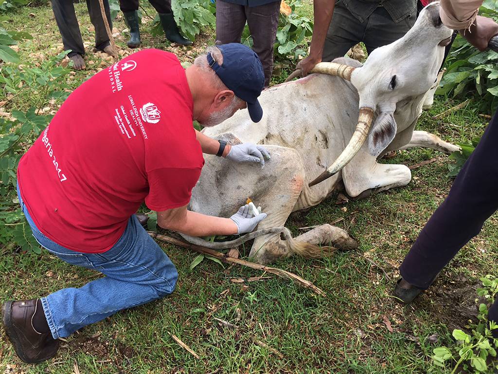 Dr. Hart and one of the approximately 60 cows he injected with antibiotics.