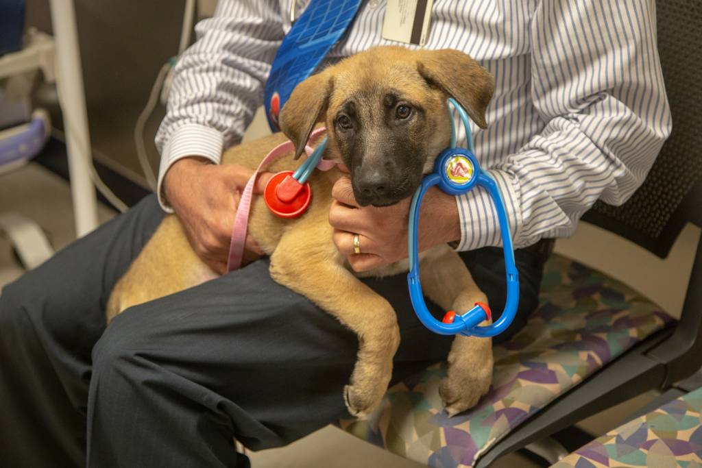 Yucaipa Animal Placement Society teams with Raising Cane's to bring