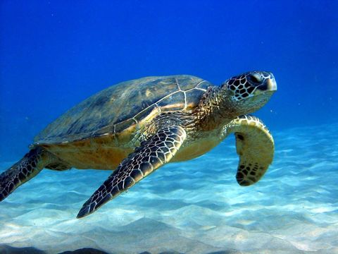 Loma Linda University Researchers Expand Sea Turtle Research Smartphone Apps Lluh News