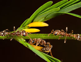 Like some animals that co-opt the venom of others, this Acacia is one of at least 681 ant-plant species that entices venomous ants with food rewards (Beltian bodies) to protect its leaves from animals that browse on it.