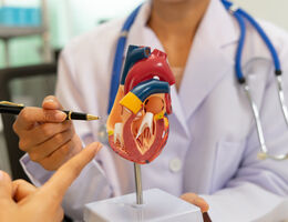 A doctor points to a human heart model with pen in medical office