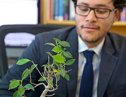 How a bonsai tree helped a Loma Linda University researcher publish his first scientific paper as a senior author Johnny D. Figueroa looks at his bonsai tree