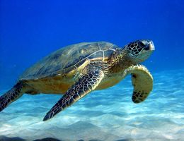 Loma Linda University researchers expand sea turtle research smartphone apps Loma Linda University researchers expand sea turtle research smartphone apps