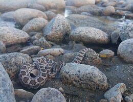 Baby Rattlesnake