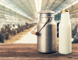 Dairy milk Dairy milk