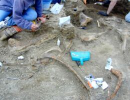 Dinosaur bonebed