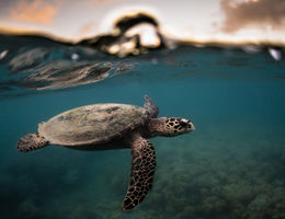Hawksbill Turtle