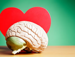 Model of a human brain in front of the cutout of a heart