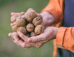 Walnuts