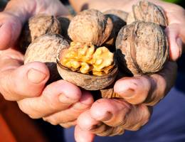 School of Public Health study says eating walnuts improves senior nutrition in unexpected ways