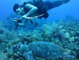 Sea turtle app developed by student creates citizen-researchers