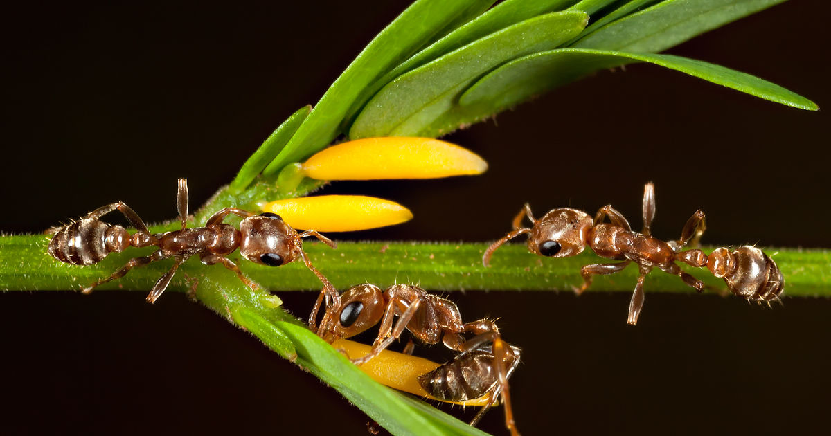 Rethinking venom: New research reveals findings in non-animals | News