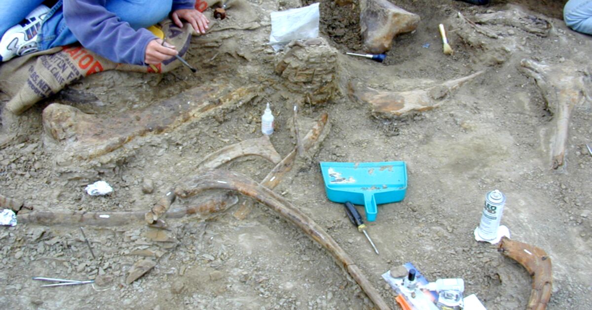 Study finds marks in fossilized dinosaur bones may not always be bite marks