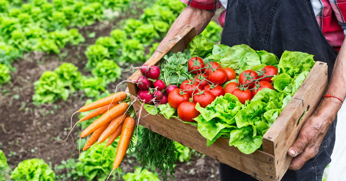 Lower meat consumption a key to fighting global warming, study says | News