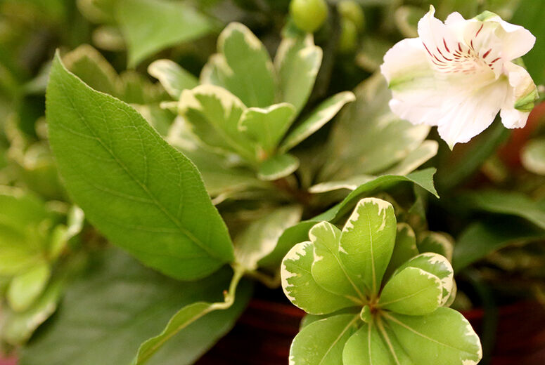 Picture of plants