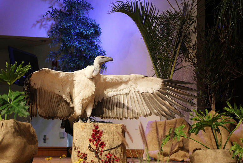 A Cape Vulture, originally from South Africa, flexes his majestic 8.5-foot wingspan.