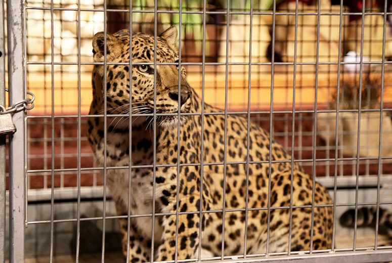 Cairo the Leopard looks appropriately regal during her grand entrance.