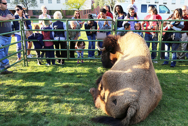A youthful admirer peers through the fence at Jake the Bison. And vice versa.