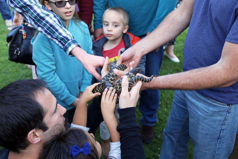 Some kids wanted to pet a Sonoran Kingsnake. Others weren't so sure.