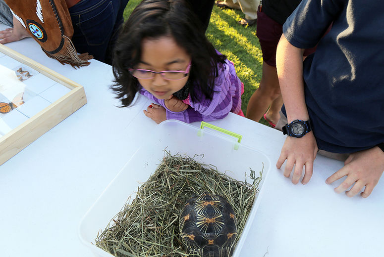 A girl admires the pattern on the shell of a Radiated Tortoise from Madagascar.