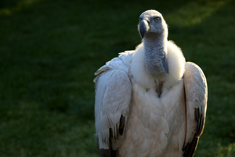The Cape Vulture, this time with his wings folded, strikes a pose for the camera.