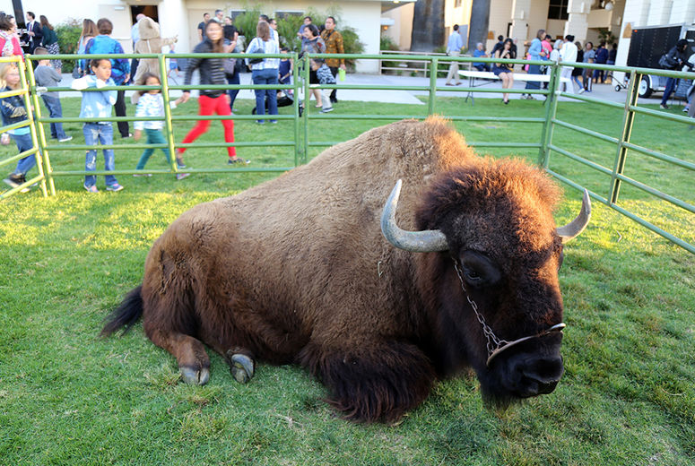 Since he wasn't allowed inside the church, Jake the Bison hung out on the lawn.