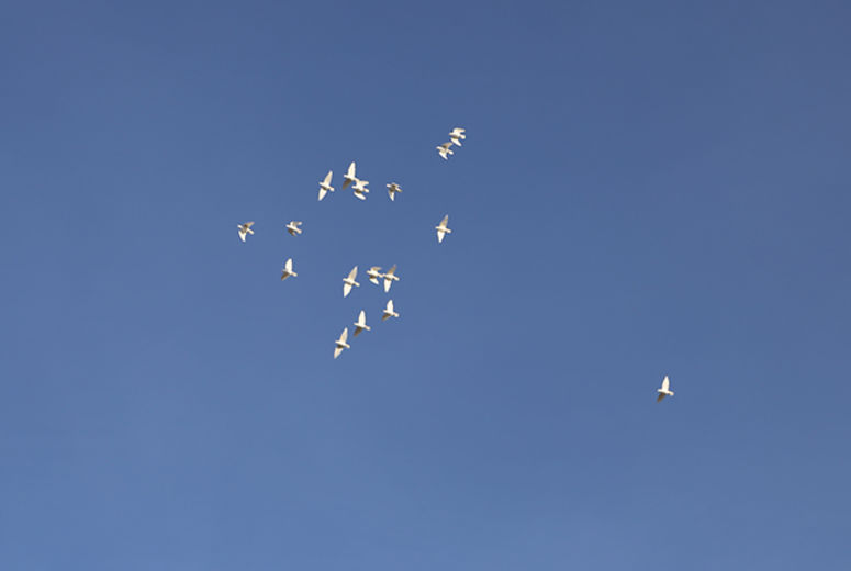 The doves were highlighted against the blue sky even as they flew farther and farther away.