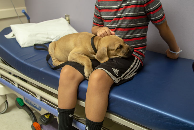 One puppy falls asleep on patient Caiden Josa, 10, from Beaumont, California.