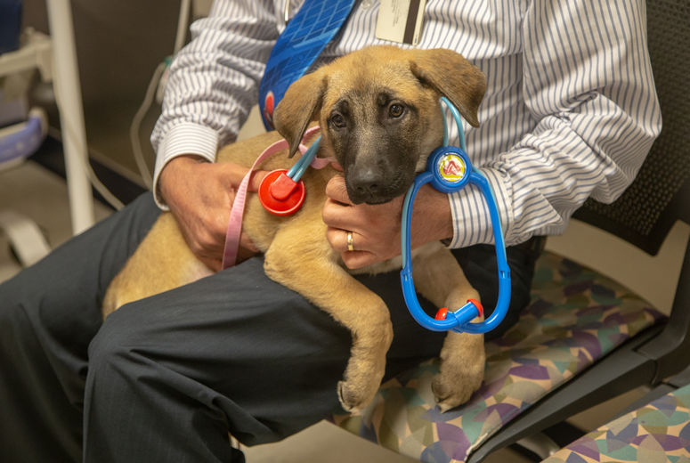 One visiting puppy wears a stethoscope as he sits on the doctor's lap.